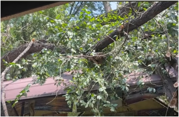 Վերնիսաժում ծառը կոտրվել և ընկել է տաղավարների վրա (տեսանյութ)